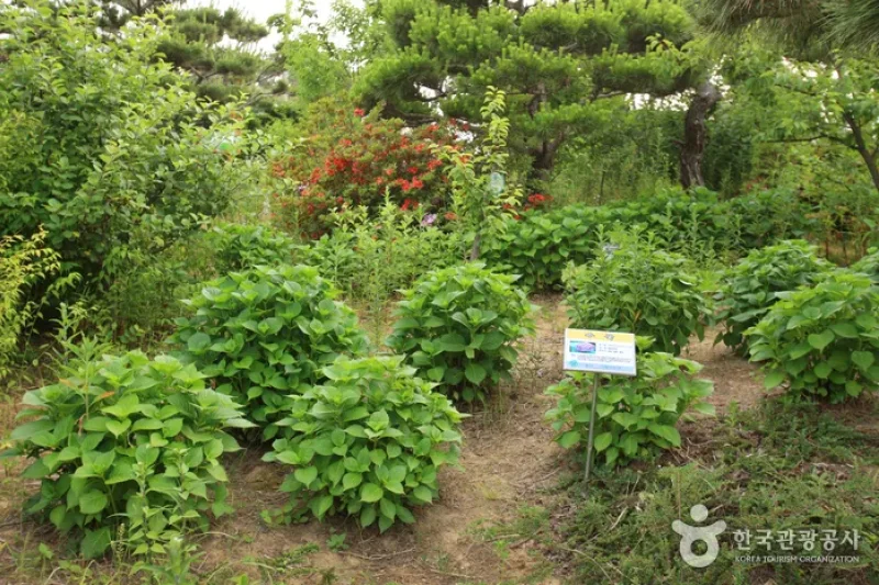蔚山主題植物樹木園 (7/31)