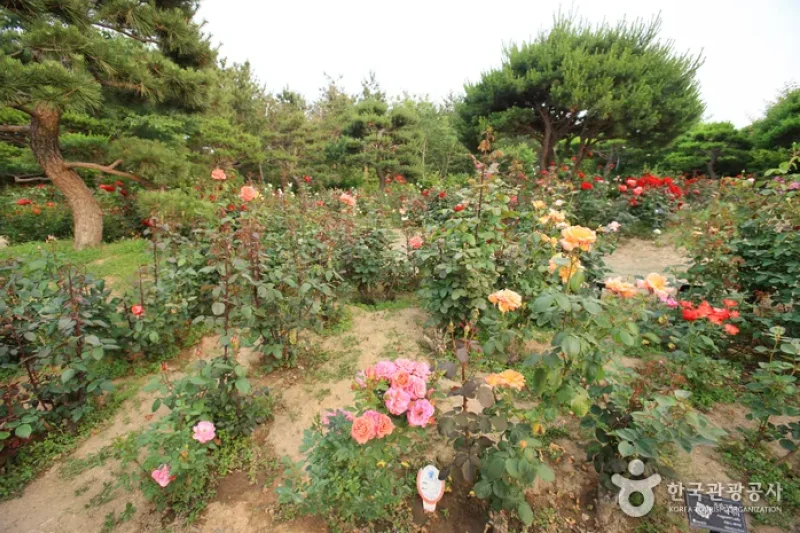 蔚山主題植物樹木園 (9/31)