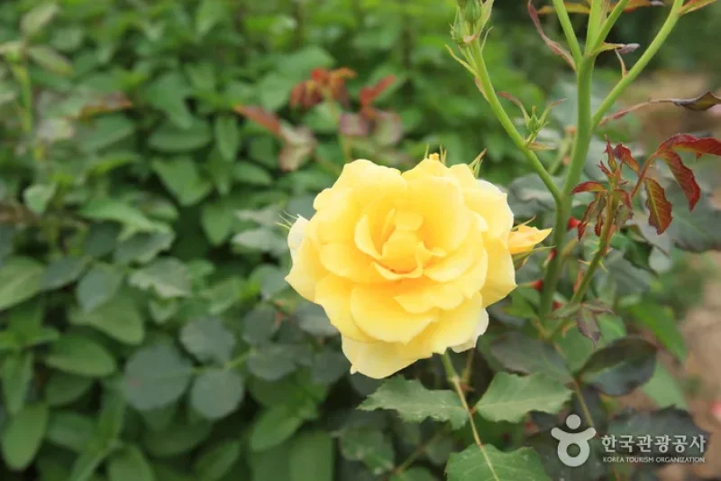 蔚山主題植物樹木園 (10/31)