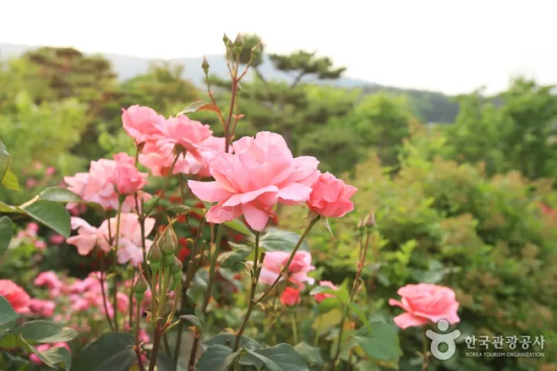 蔚山主題植物樹木園 (11/31)
