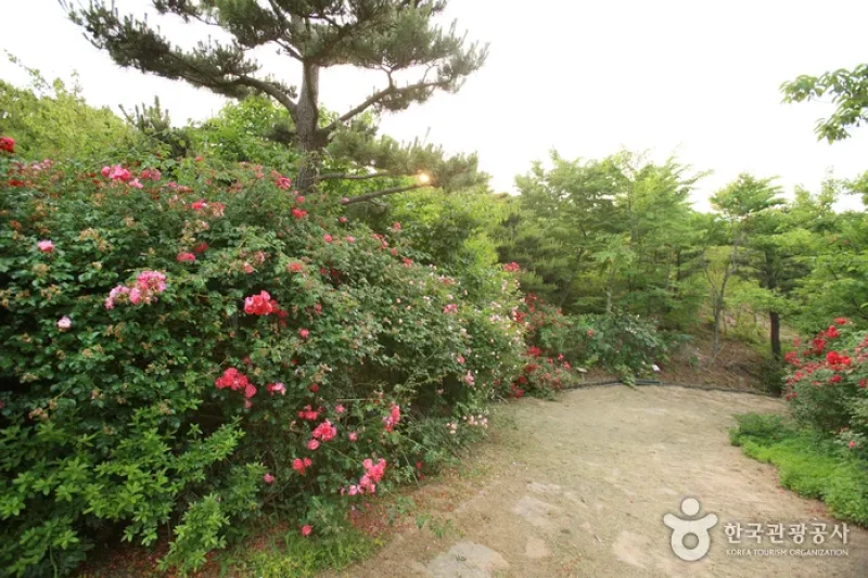蔚山主題植物樹木園 (12/31)