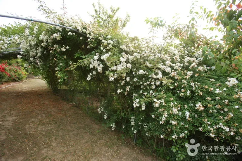 蔚山主題植物樹木園 (13/31)