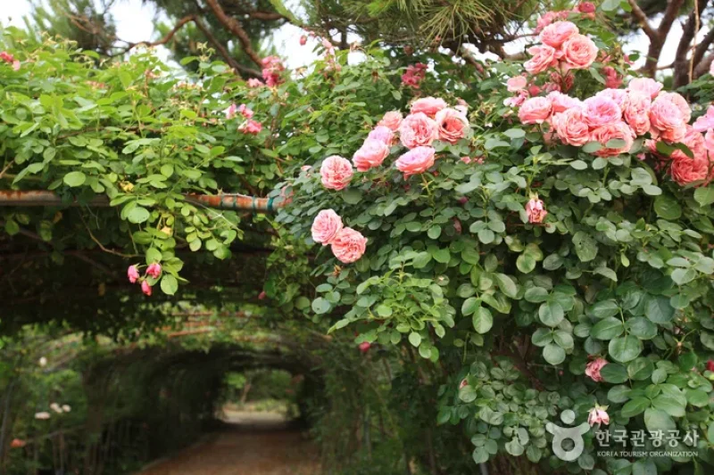蔚山主題植物樹木園 (14/31)