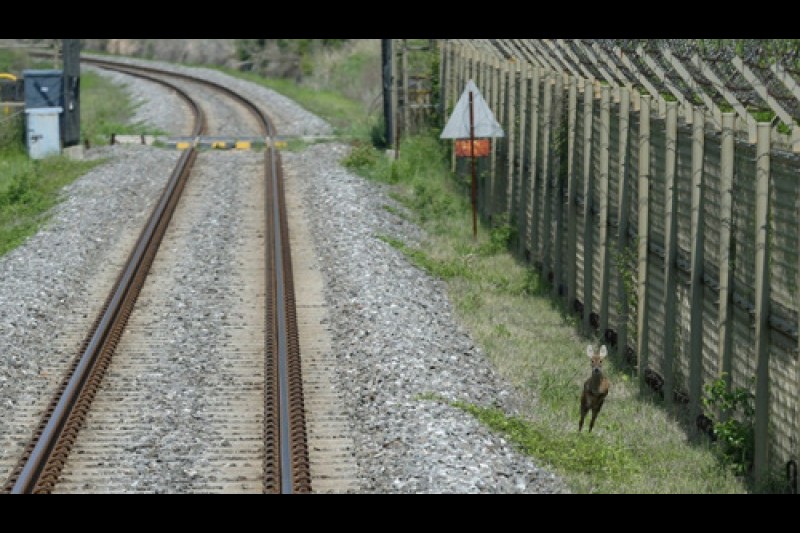 和平列車DMZ-train