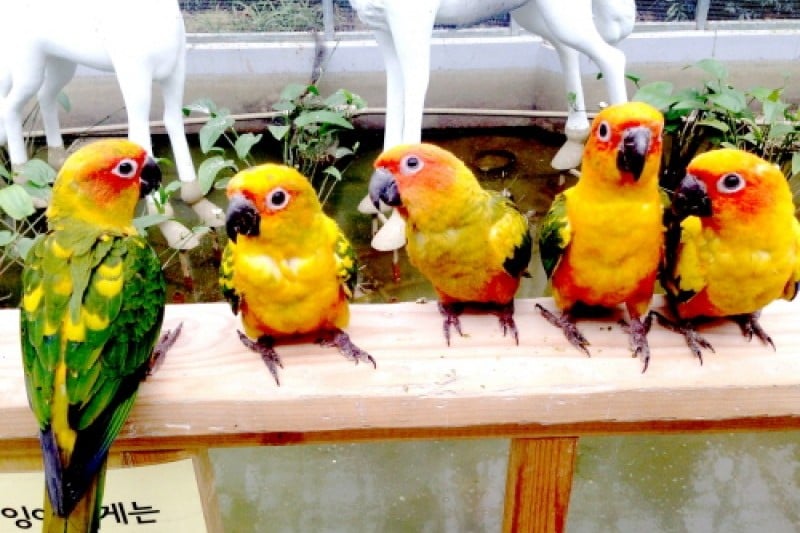 慶州鳥園