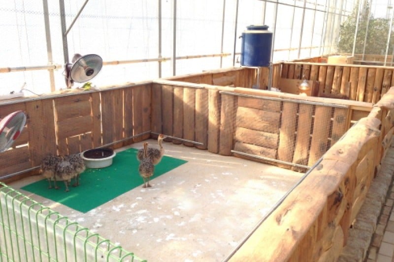 慶州鳥園