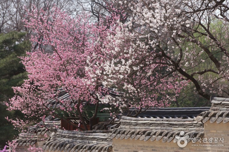 昌德宮與後苑 [UNESCO世界文化遺產] (25/25)