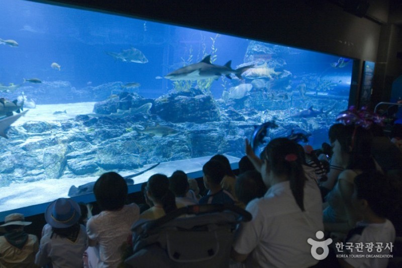 釜山水族館 (6/7)