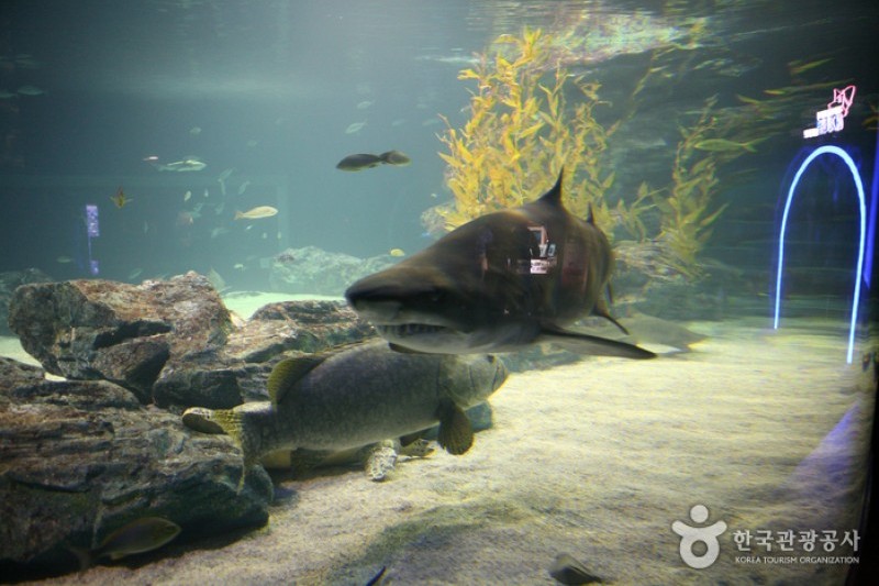 釜山水族館 (7/7)