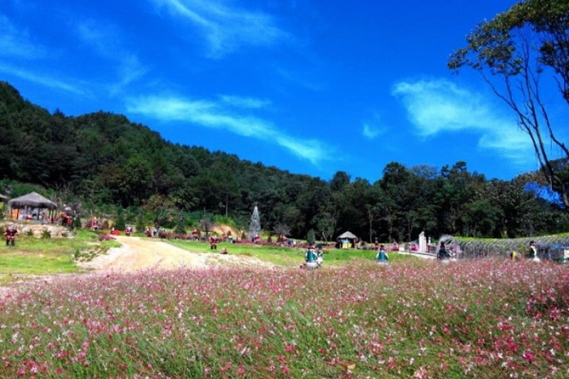 抱川香草島樂園 (14/16)