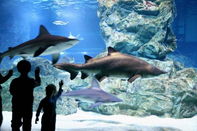 COEX水族館 (8/8)