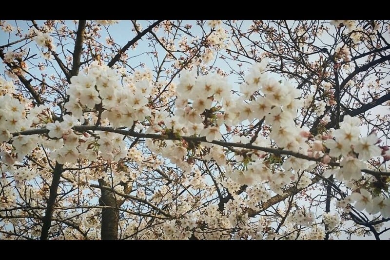 永登浦汝矣島櫻花節 (10/14)