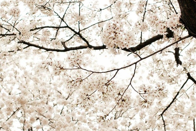 永登浦汝矣島櫻花節 (11/14)