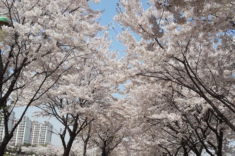 永登浦汝矣島櫻花節 (13/14)