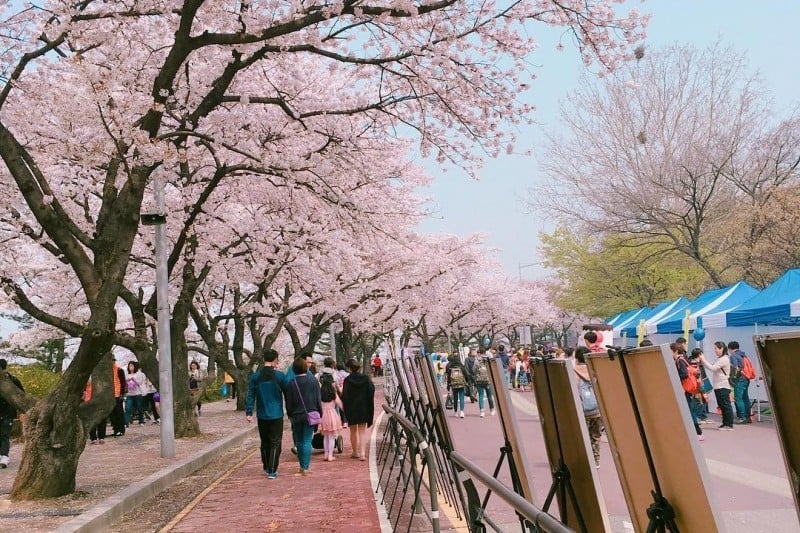 永登浦汝矣島櫻花節 (14/14)