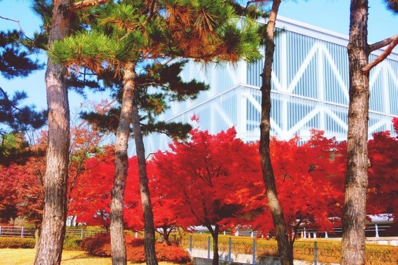 首爾大學[Seoul National University]