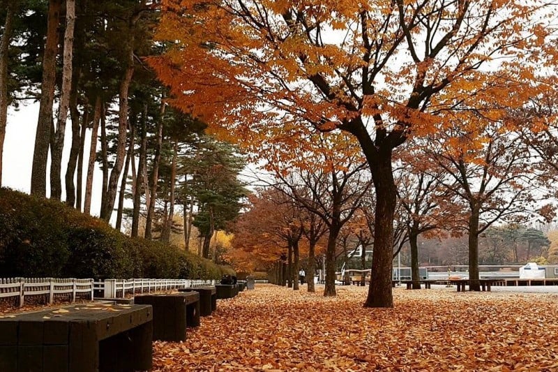 汝矣島公園 (25/30)
