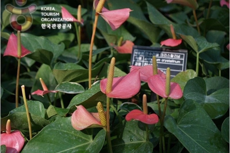 富川植物園 (1/11)