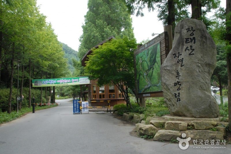 將太山自然休養林 (7/19)