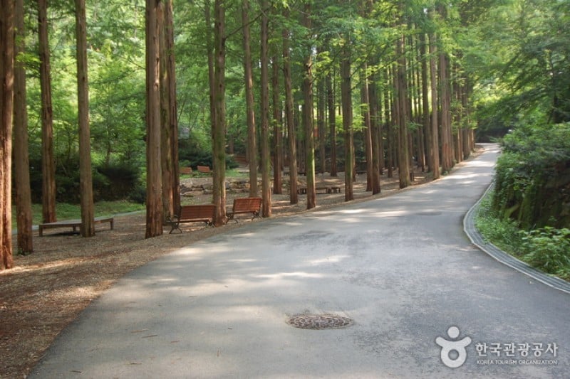 將太山自然休養林 (17/19)