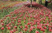 韓國道路公社樹木園