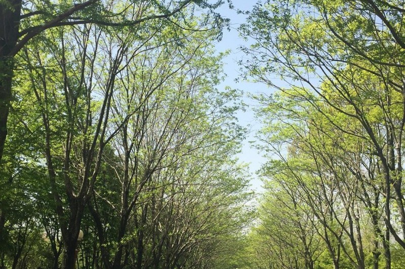 韓國道路公社樹木園 (12/13)
