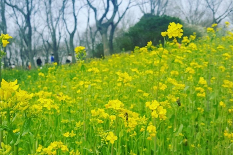 韓國道路公社樹木園 (13/13)