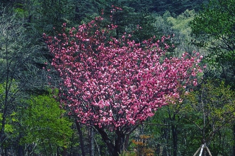 智異山十景  (3/14)