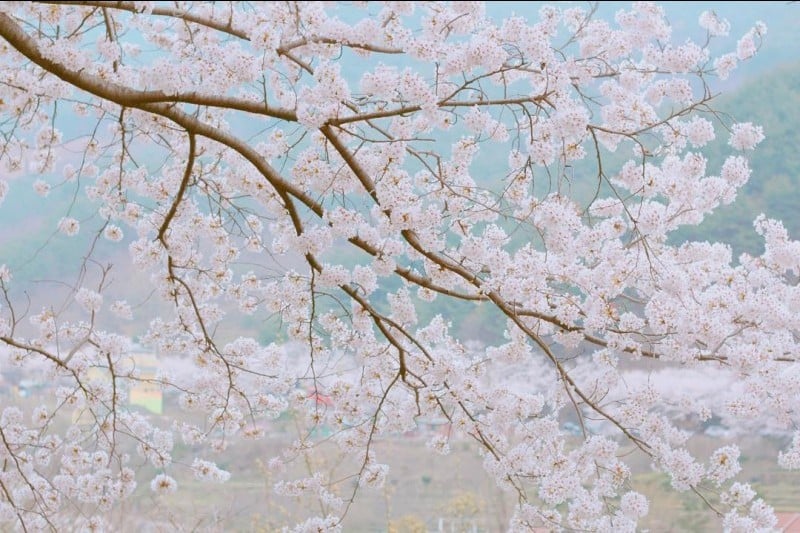 花開市場櫻花節 (3/8)