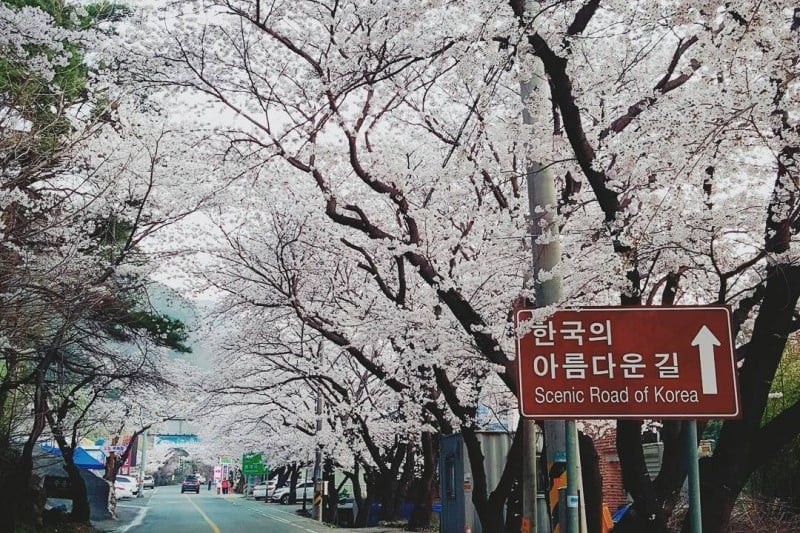 花開市場櫻花節 (4/8)