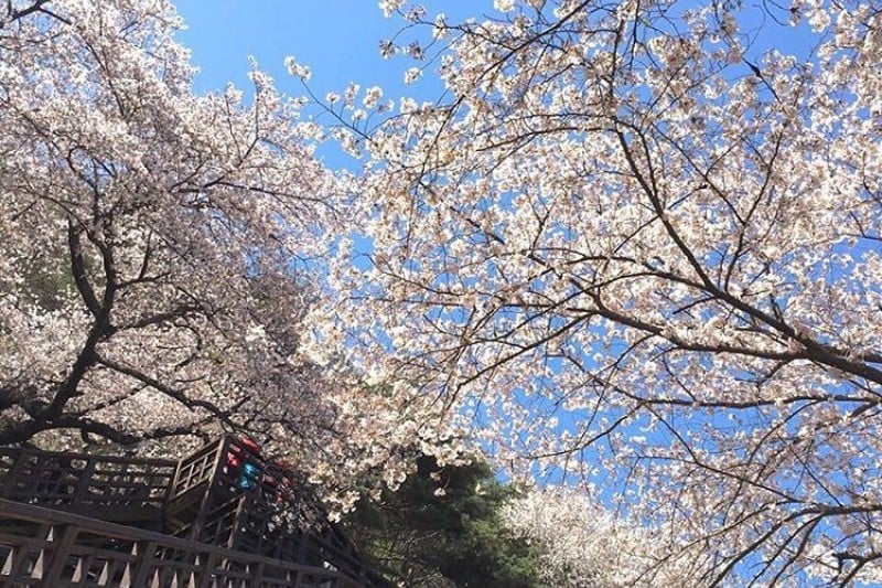 花開市場櫻花節 (6/8)