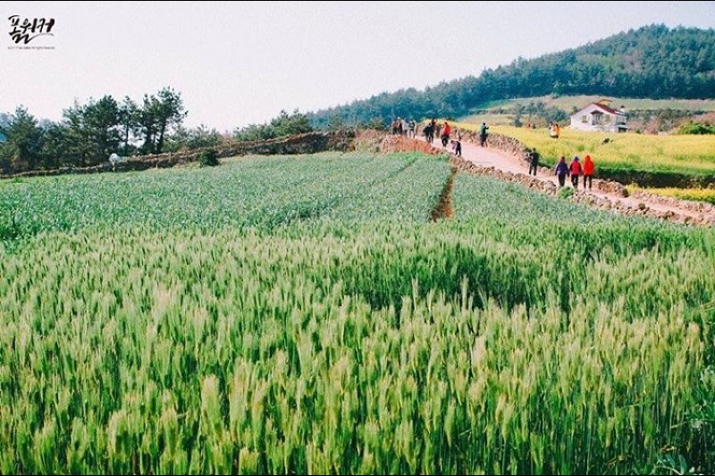 全南莞島青山[慢城] (11/14)