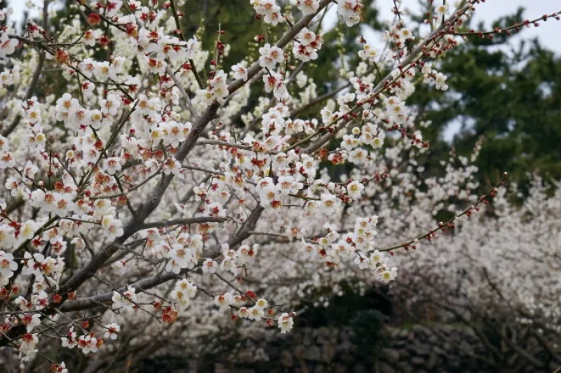 休愛里梅花節 (21/22)