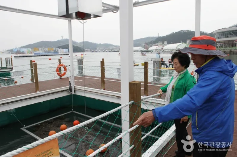 莞島國際海藻類博覽會 (18/20)