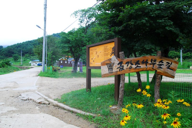 蔚珍金剛松林道 (7/7)