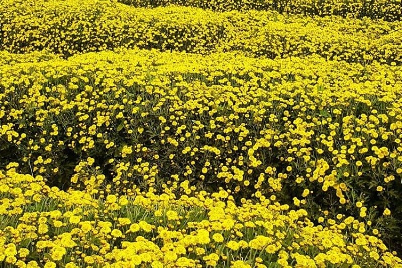 瑞山菊花節