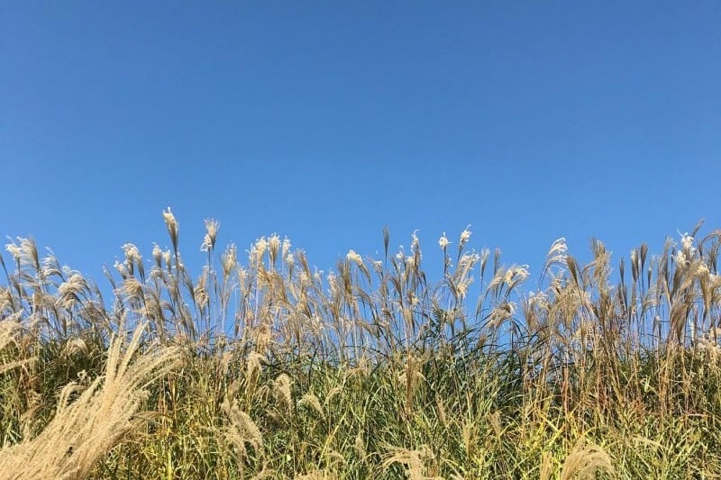瑞山菊花節