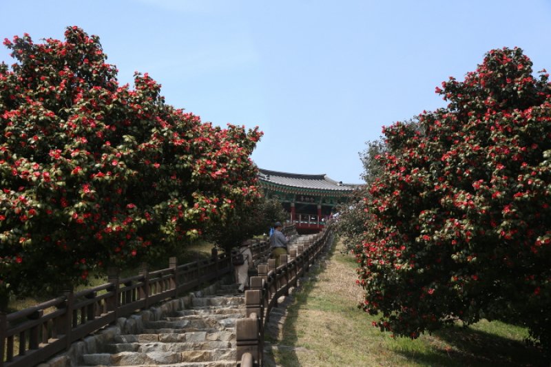 舒川山茶花短爪章魚節