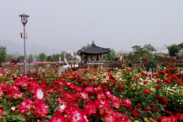谷城世界玫瑰慶典