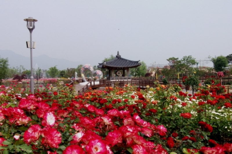 谷城世界玫瑰慶典