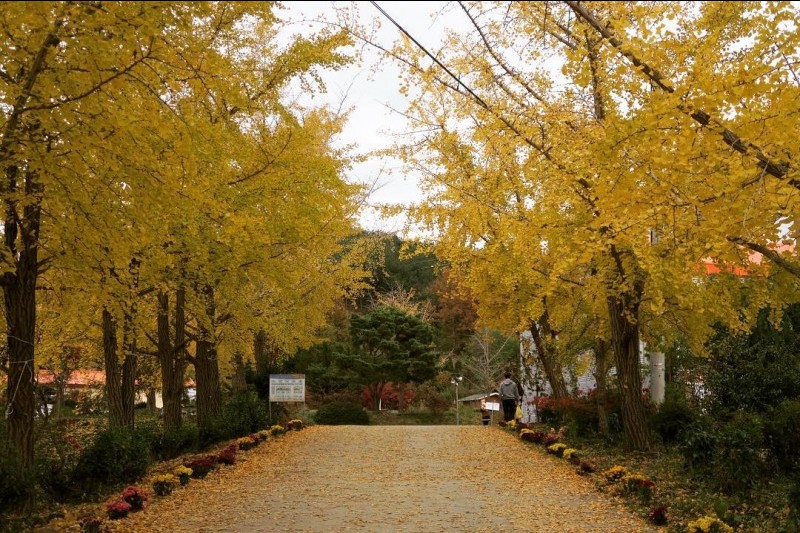 保寧銀杏村 (4/6)