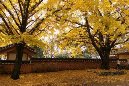 保寧銀杏村