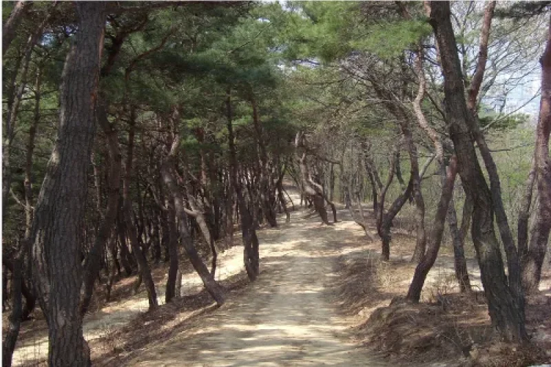 松脊路