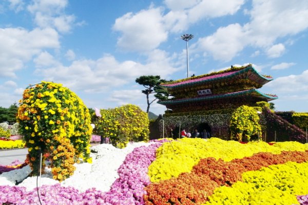 大韓民國菊香節