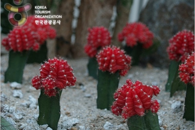 富川植物園 (7/11)