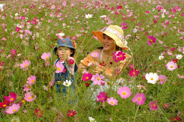 三陟波斯菊節
