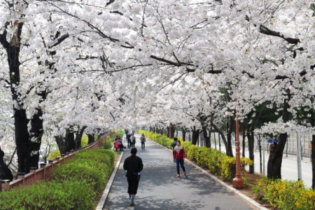 東大門春花節