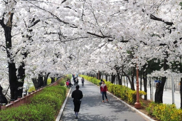 東大門春花節
