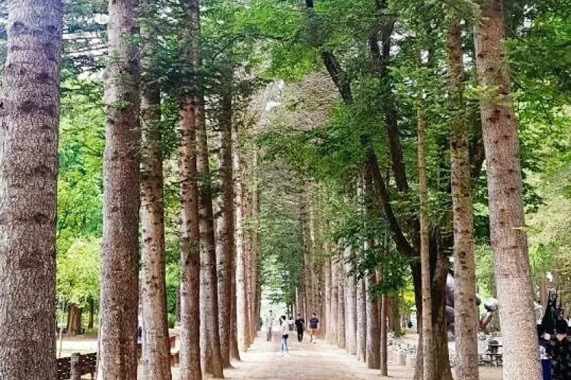 ★皇牌★南怡島一天團B (10/11)