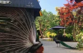★皇牌★南怡島一天團F